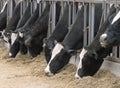 Cows Feeding Royalty Free Stock Photo