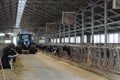Cows feeding in cowshed on a dairy cattle farm Royalty Free Stock Photo