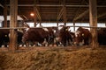 Cows Feeding at Dairy Farm Royalty Free Stock Photo