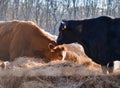 Cows feeding on dry hay on a winter morning, trees in the background. Royalty Free Stock Photo