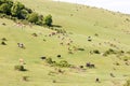 Cows feeding on ecological meadow in Romania