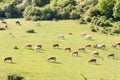 Cows feeding on ecological meadow in Romania