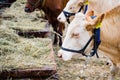 Cows feeding Royalty Free Stock Photo