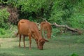 Cows feeding in green landscape, Sri Lanka Royalty Free Stock Photo