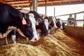 Cows Feeding on Hay in a Spacious Cowshed. created with Generative AI