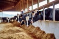 Cows Feeding on Hay in a Spacious Cowshed. created with Generative AI