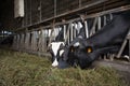 Cows feeding on hays in a farm