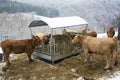 Cows on a winter day in Bavaria, Germany Royalty Free Stock Photo