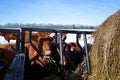 Cows feeding on a snow winter day. Royalty Free Stock Photo