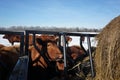 Cows feeding on a snow winter day. Royalty Free Stock Photo