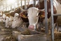 Cows feeding in stable Royalty Free Stock Photo