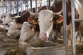 Cows feeding in stable Royalty Free Stock Photo