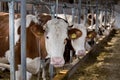 Cows feeding in stable Royalty Free Stock Photo