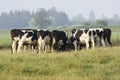 Cows Feeding Trough Royalty Free Stock Photo