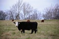 Cows feeding on a winter day. Royalty Free Stock Photo