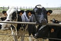 Cows at feedlot await thier fate