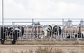 Cows at a Feedlot Eating at a Trough