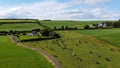 A cows on a fenced green pasture in Ireland, top view. Organic Irish farm. Cattle grazing on a grass field, landscape. Animal Royalty Free Stock Photo