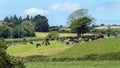 A cows on a fenced pasture on a sunny spring day. Livestock farm. Cows on free grazing. Organic farm in Ireland, green grass field Royalty Free Stock Photo