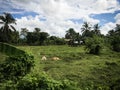 Cows in the ferm