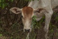 Cows, fertile kawatuna valley with foraging animals