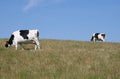 Cows in field