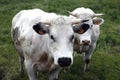 Cows in a field