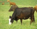 Cows In The Field