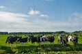 Cows in the field