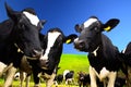 Cows on the field Royalty Free Stock Photo