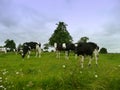 Cows in the field Royalty Free Stock Photo