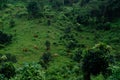 Cows, field and cattle on grass, countryside and dairy farm for sustainable production, growth and ecology, Farming, nature and