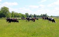 Cows graze on a meadow on a hot day Royalty Free Stock Photo