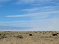 Cows field clouds desert grass Royalty Free Stock Photo