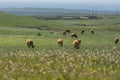 Cows in the field