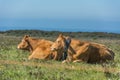 Cows in the field