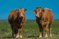 Cows in the field