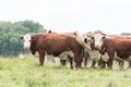 Cows in a field Royalty Free Stock Photo