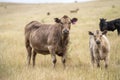 cows in a field on a farm in new zealand Royalty Free Stock Photo