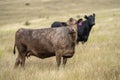 cows in a field on a farm in new zealand Royalty Free Stock Photo