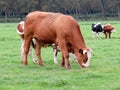 Cow in a farmer`s field