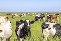 Cows in a field, front row, a pack black white and red, herd grazing together happy and joyful and a blue sky