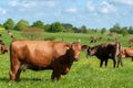 Cows in a field with grass and dandelions Royalty Free Stock Photo