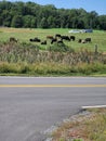 Cows in the field grazing.  Chewing their cud Royalty Free Stock Photo