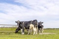 Cows in a field grazing, frisian holstein, standing near a gate in a pasture, a happy heifer group Royalty Free Stock Photo