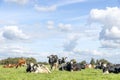 Cows in a field, grazing and lying down, a pack black white and red, herd together happy and joyful Royalty Free Stock Photo