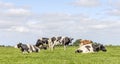 Cows in a field, grazing and lying down, a pack black white and red, herd together happy and joyful and a blue sky in the