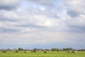 Cows in a field, grazing in a meadow, peaceful and sunny in Dutch landscape ,blue sky and horizon over land Royalty Free Stock Photo