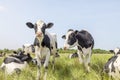 Cows in a field grazing, standing and lying in a pasture, a happy group, a blue sky and horizon over land