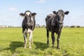 Cows in a field, heifer under a blue sky and a faraway straight horizon Royalty Free Stock Photo